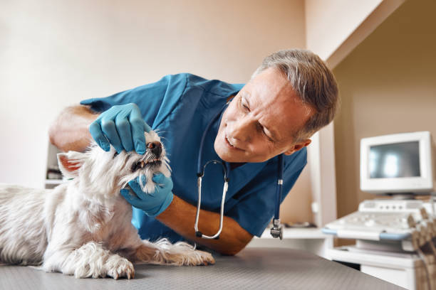 Best Emergency Dental Surgery in Redwood, OR